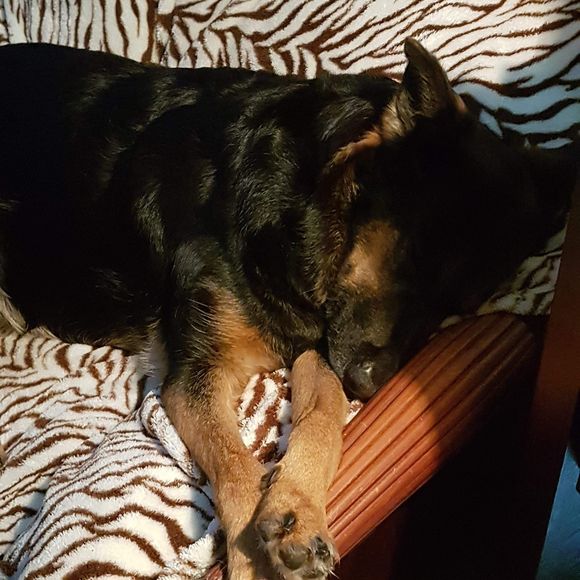 Meet your Posher, Devan - Picture 1 of 1